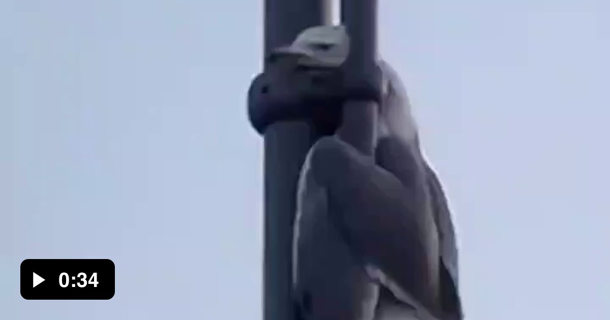 This person is a true hero for saving the poor seagull - 9GAG