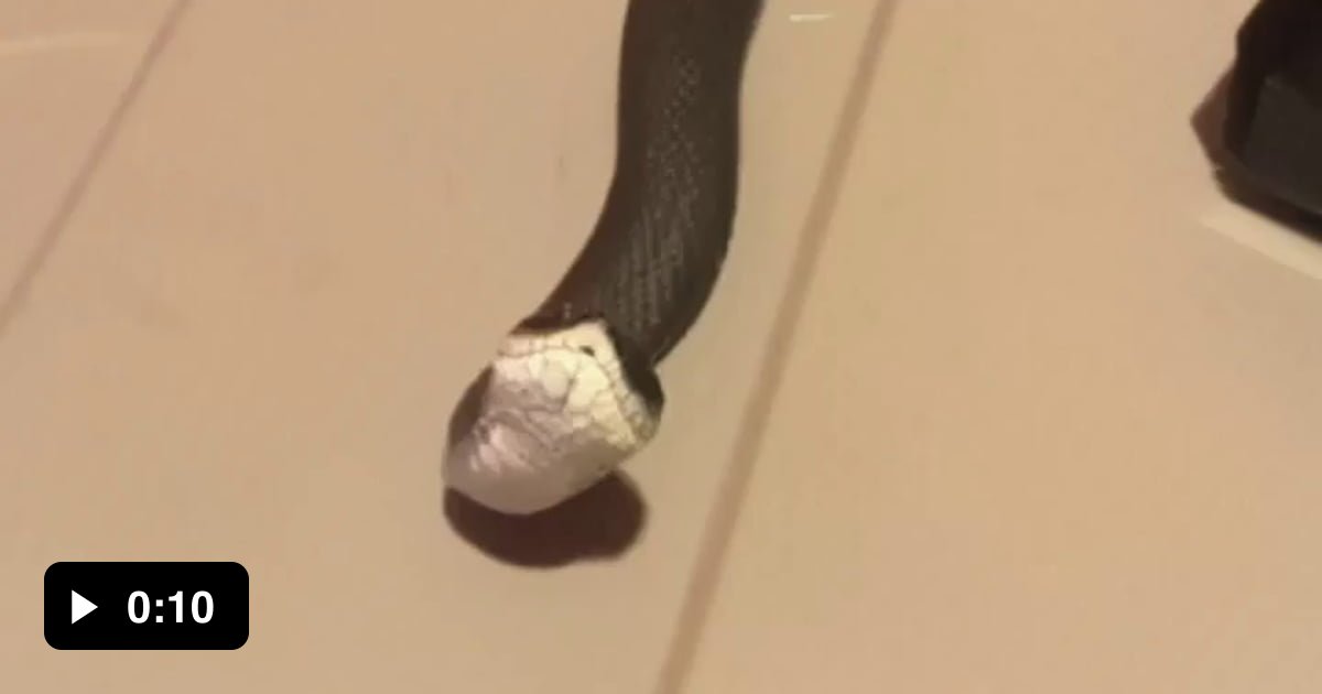 Dramatic Snake - 9GAG