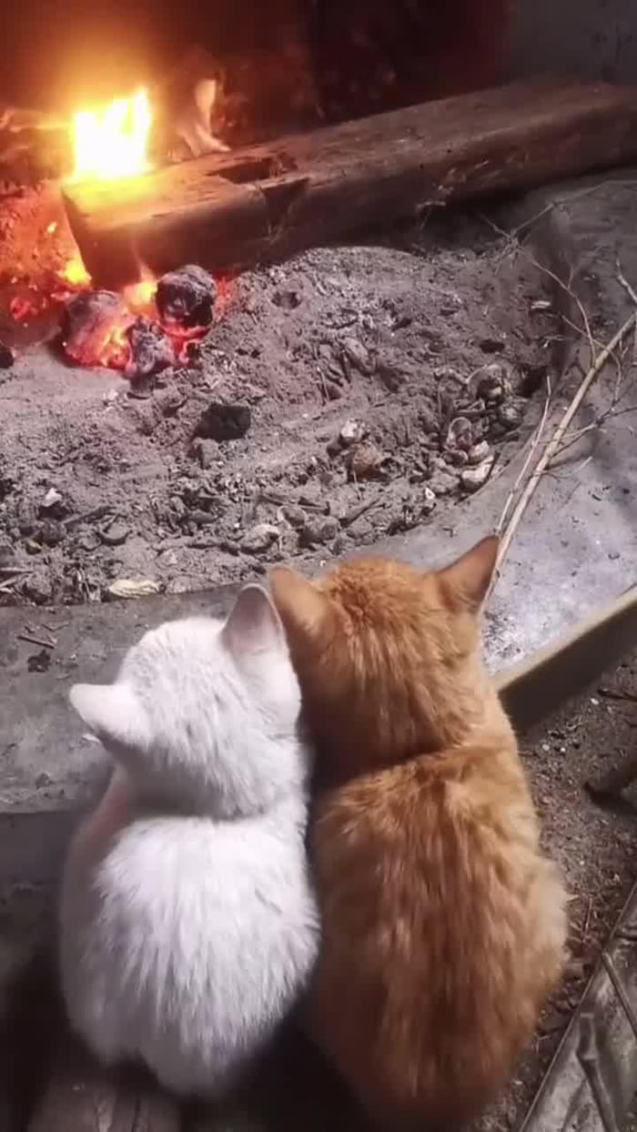 Cosy Companions By The Fire Gag