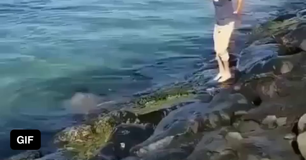 A kind stranger assisted the turtle in escaping from the stone trap. - 9GAG