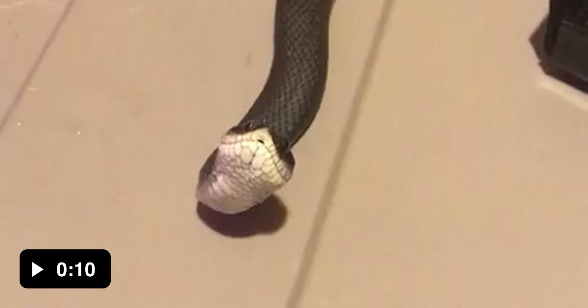 Pet snake rolls over and plays dead 9GAG