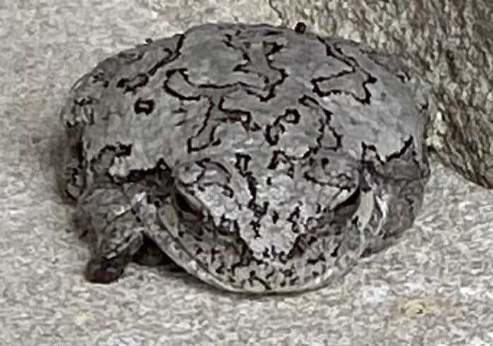 The glutinous toad whose hunger is eternal. - 9GAG
