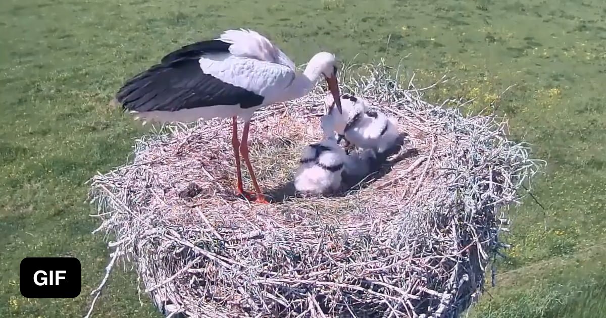 Mother stork throws out immature baby to increase survival chances of other babies. 9GAG