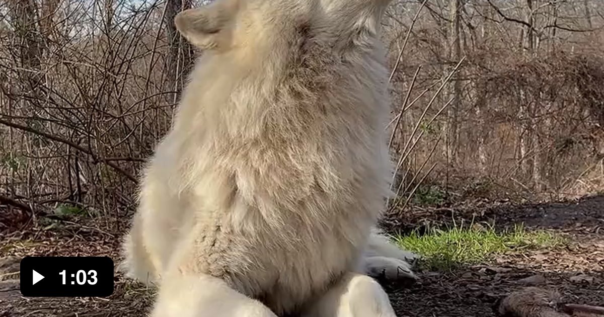Gorgeous white wolf - 9GAG