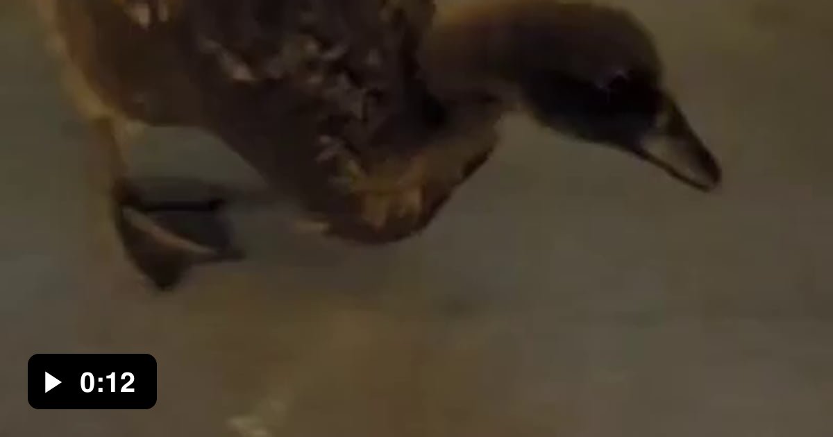 How To Get A Cat For Free 9GAG