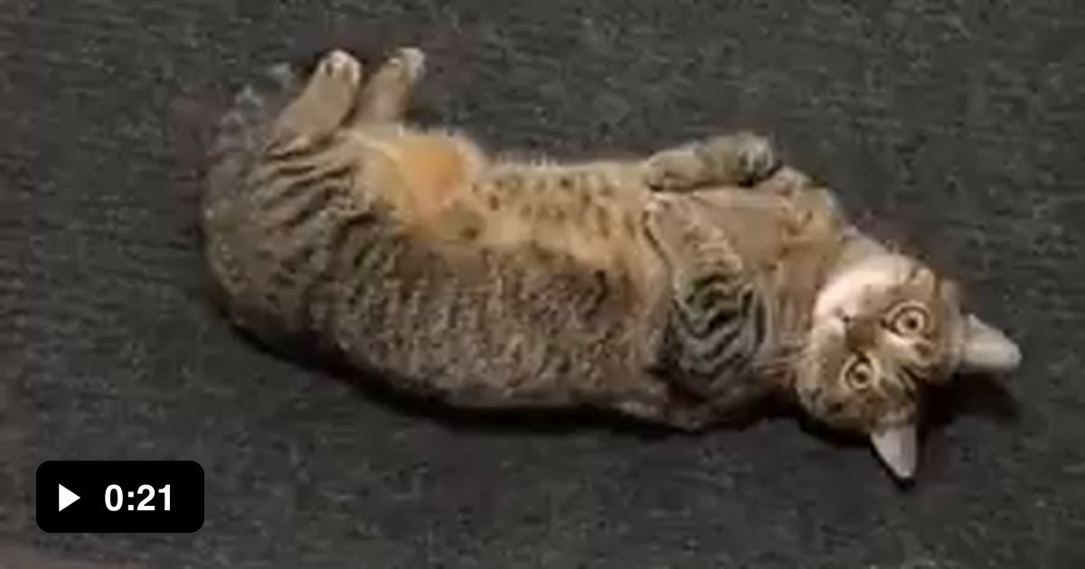 Why cats roll over when they see you 9GAG