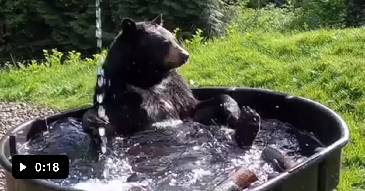 Bear Taking A Bath - 9gag