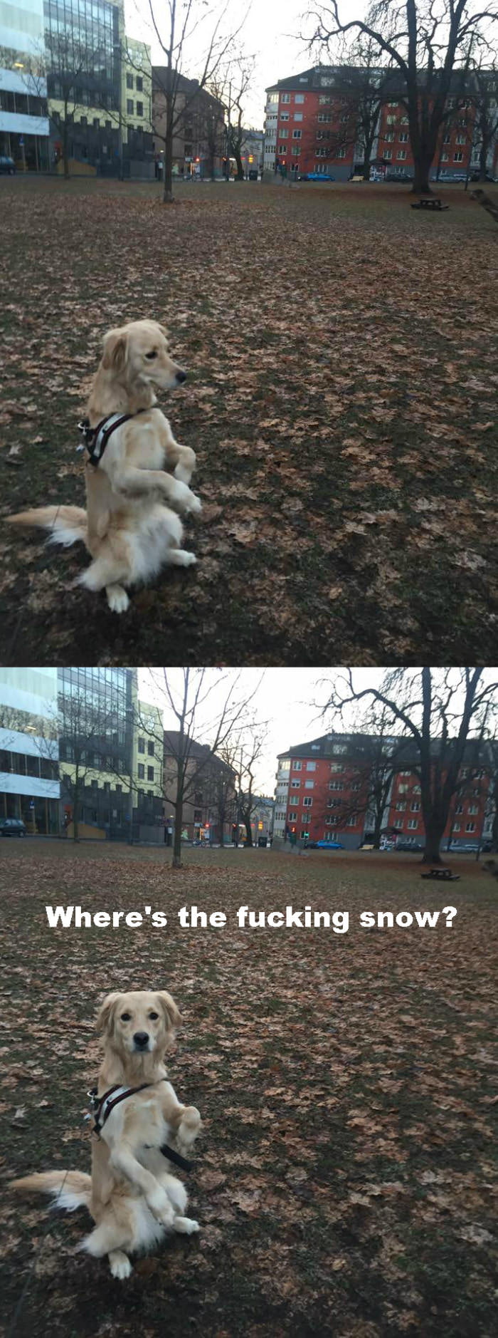 To Bark Or Not To Bark 9gag