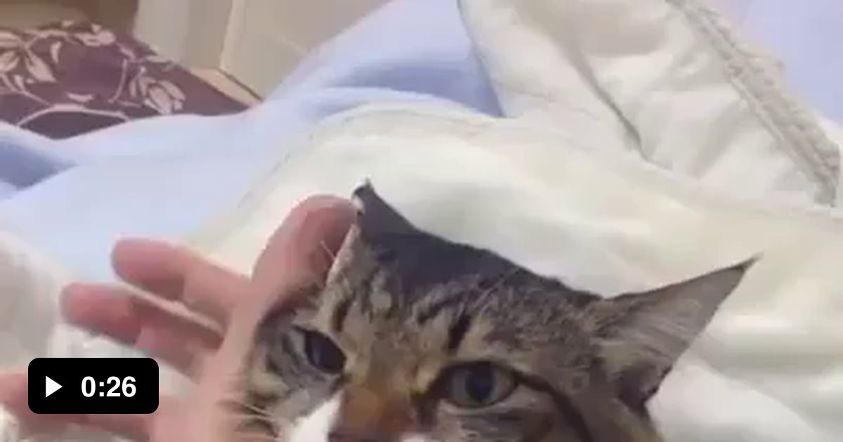 Cat won't let go of owner's hand. 9GAG