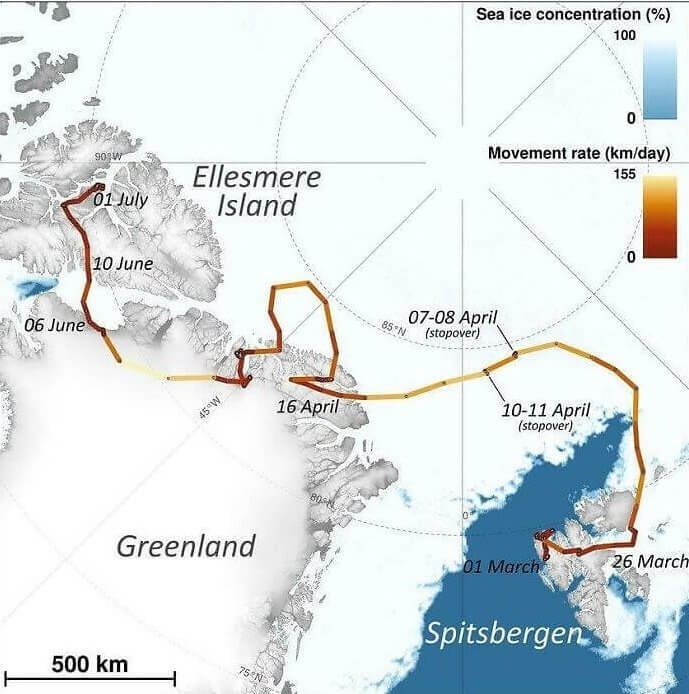 2018: A Fox's Journey From Norway To Canada. The little guy walked all ...