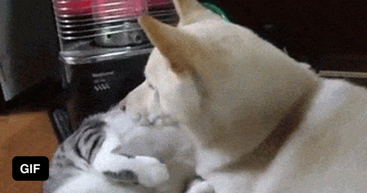 Using a cat as a pillow 9GAG