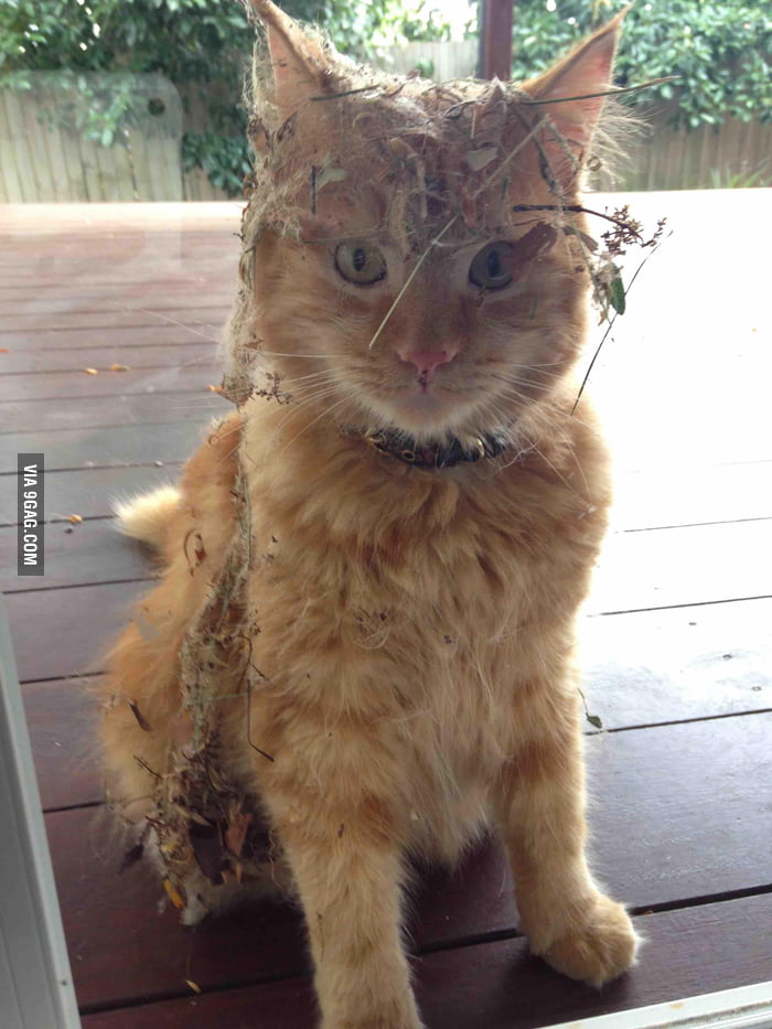 This is Gilbert...adventure cat. - 9GAG