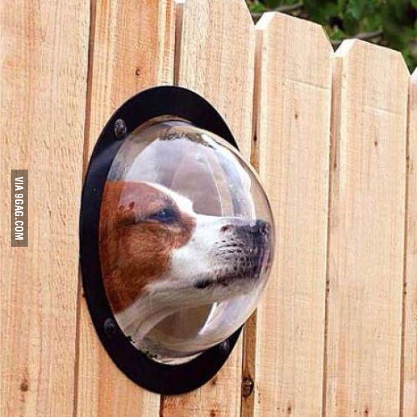 I installed one of these for my dog because he always stands at the ...