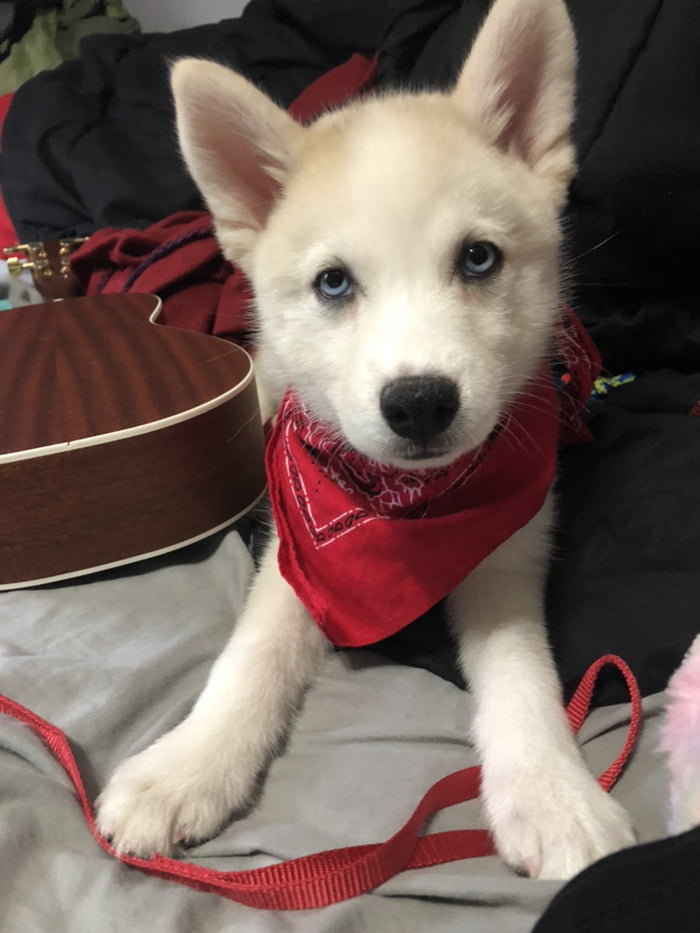 half shiba half husky