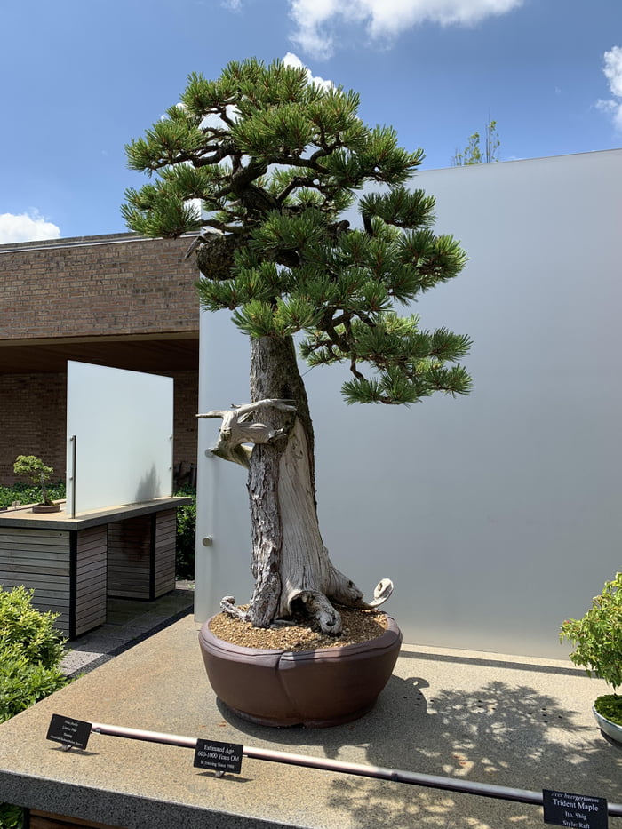 Bonsai tree that is estimated to be 6001000 years old in (Chicago