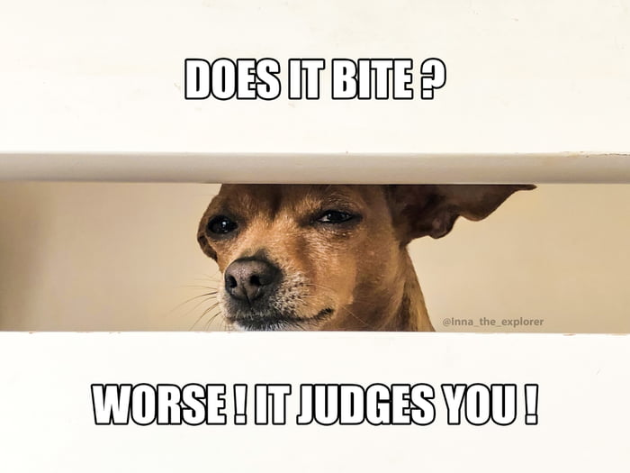 How Much Do Dog Judges Make