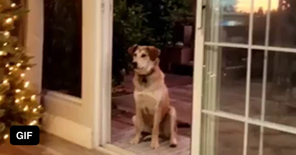 According to his owner, "He constantly thinks the screen door is closed