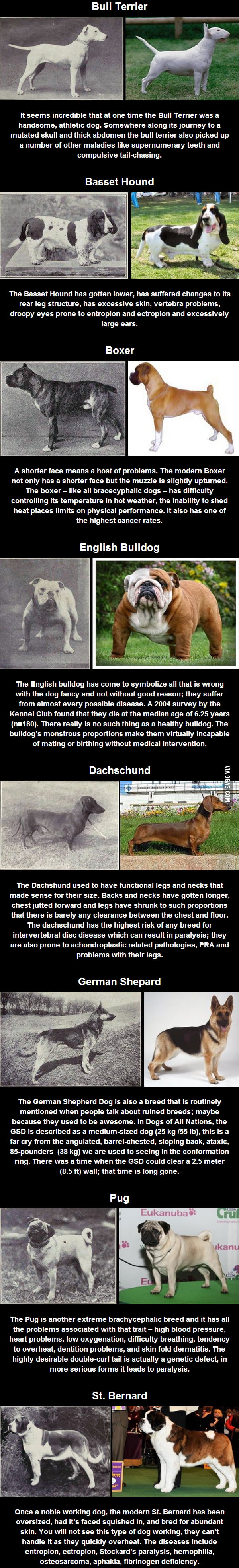 100 years of selective breeding