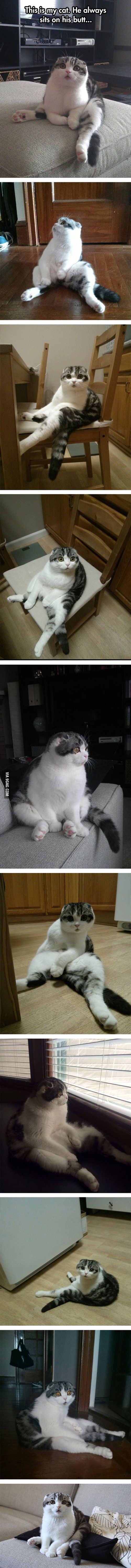 I present my cat