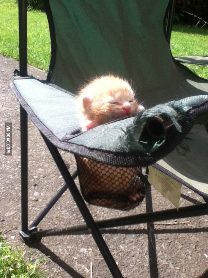 Kitten in a cup holder 9GAG