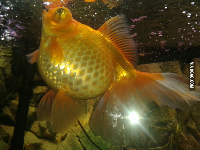 My blind goldfish - Blinder. Today turned 3 yrs old against all odds