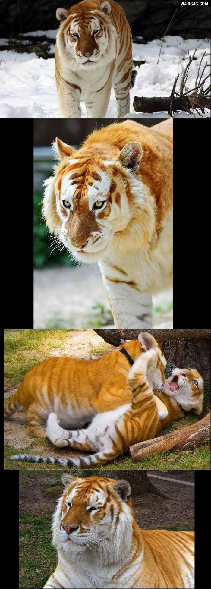 Golden Tabby Tiger - 9GAG