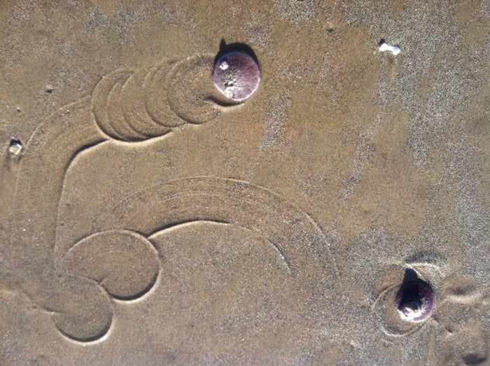 Sand Dollar Nipples