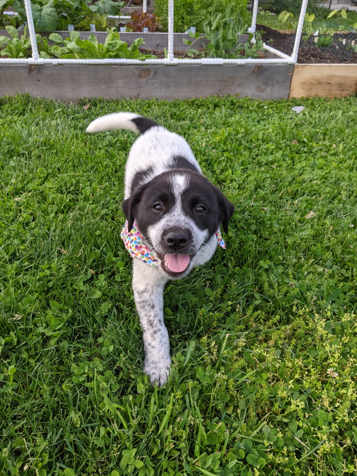 First day home! Image black and white blue heeler/lab mix with a polka