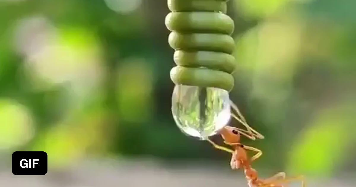 An ant drinking from a water droplet - 9GAG