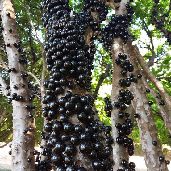 (Jabuticaba) tropical fruit that grows on the trunk of the tree. - 9GAG