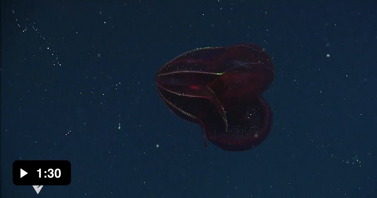 The bloody belly comb jellyfish, a deep sea fireball 9GAG