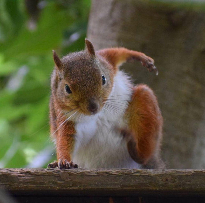 The most epic squirrel landing 9GAG