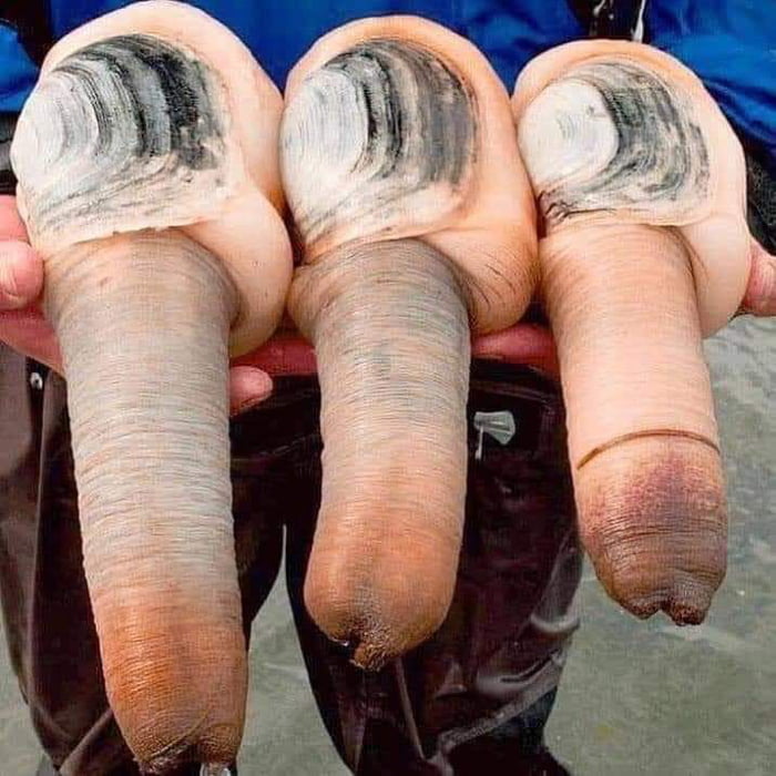 Geoduck Clams Interesting Creature 9gag