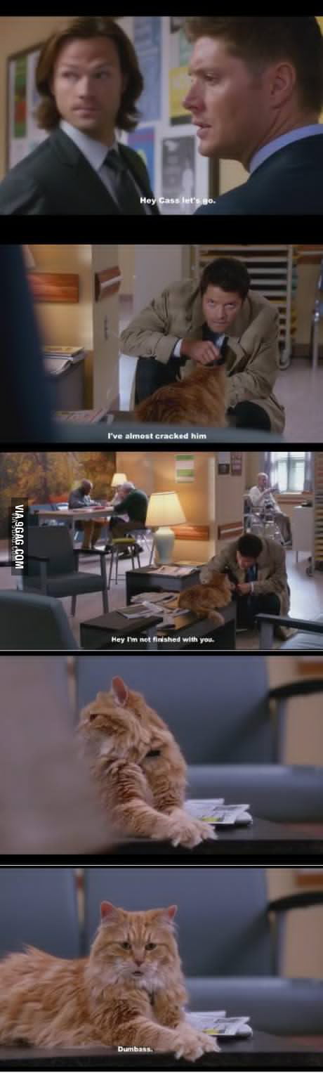 Just a Cat - 9GAG