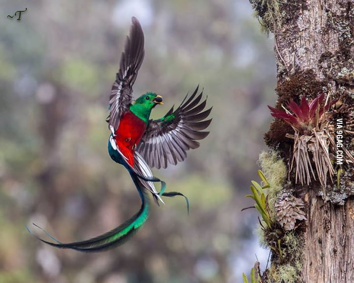 Beautiful Quetzal from Costa Rica, always cheers me up - 9GAG