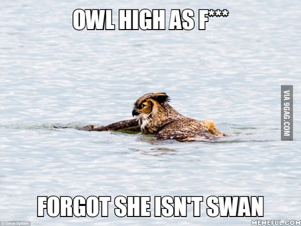 SWAG OWL SWAN - 9GAG