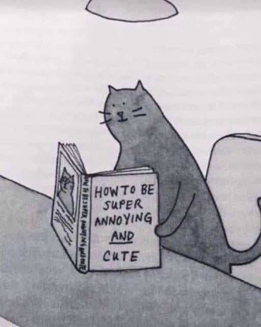Cat - 9GAG