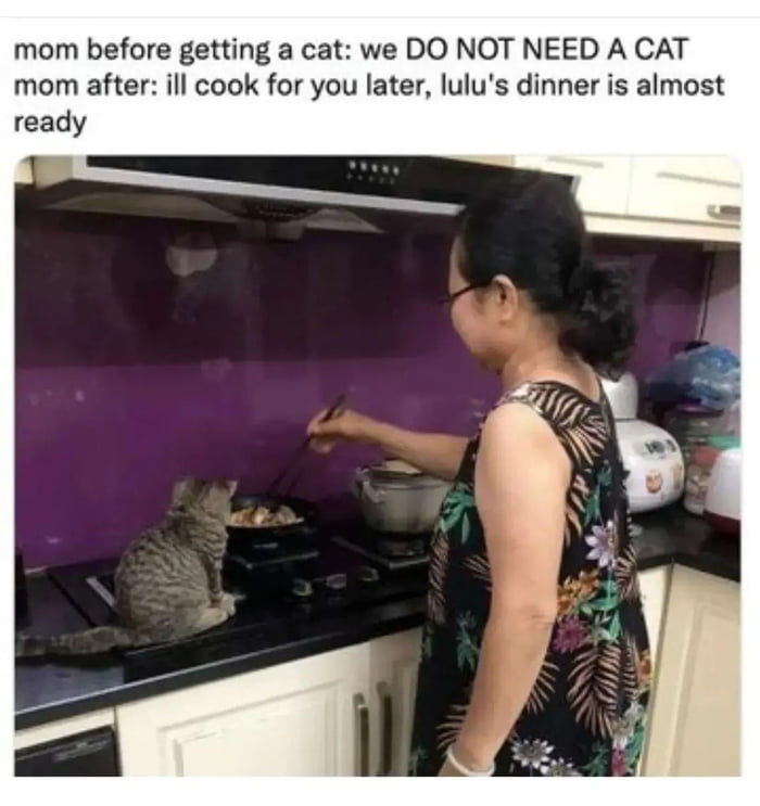 Lulu The cat ))) 9GAG