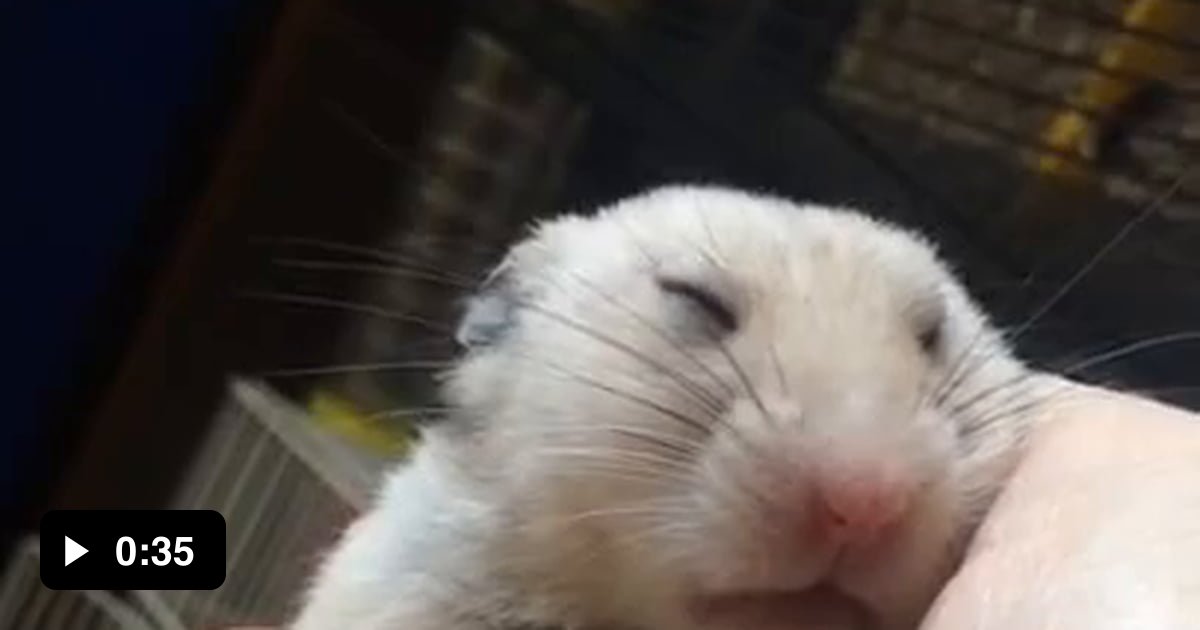 Hamster had a bad dream 9GAG