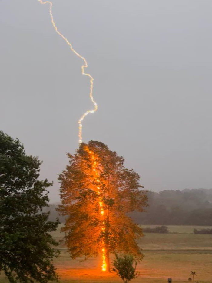 An Incredible Shot Showing The Raw Power Of Lightning Striking A Tree 