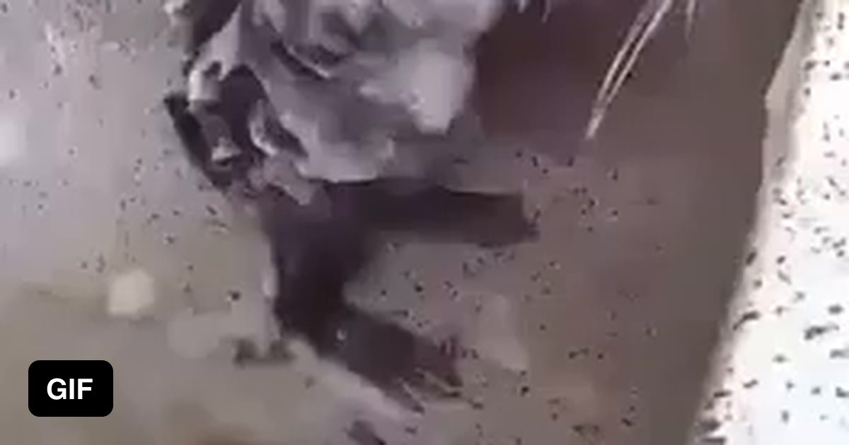 Rat taking a shower 🚿 9GAG