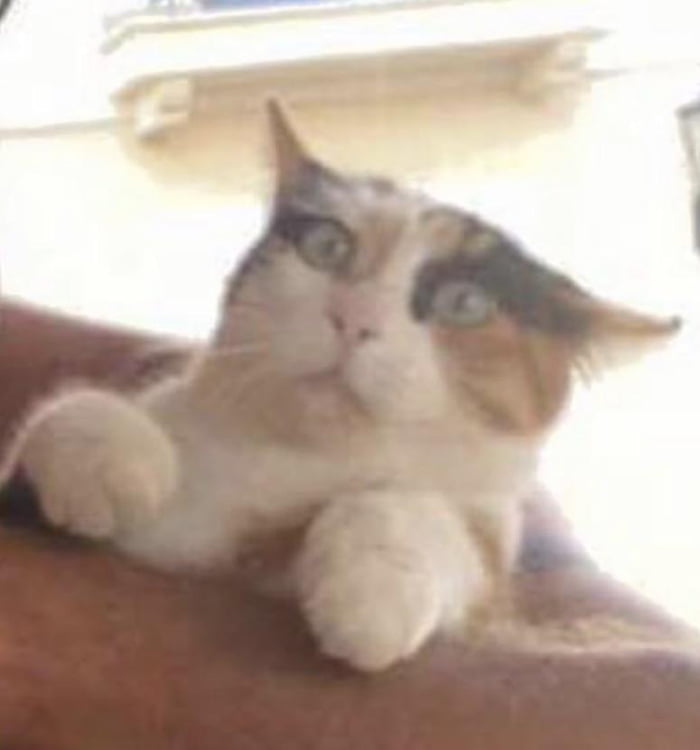 Egyptian cat is bamboozled 9GAG