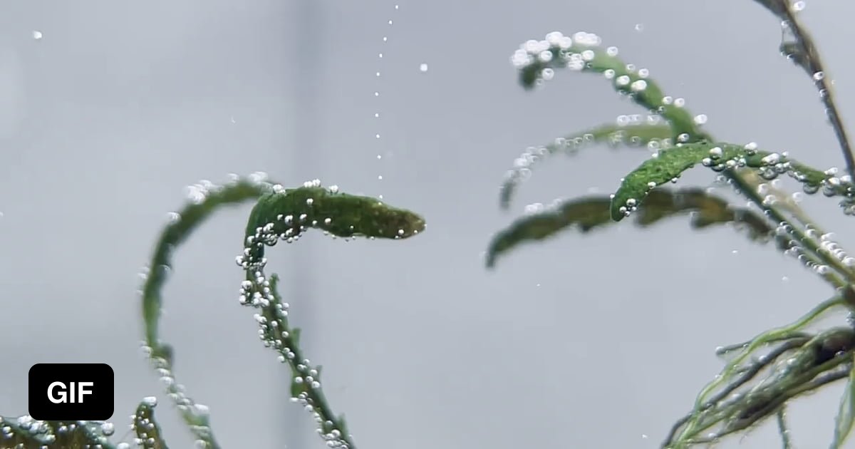 Aquatic plant making oxygen 9GAG