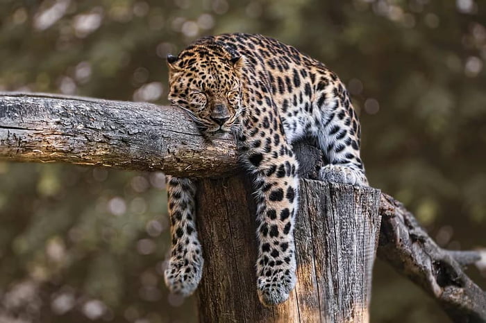 Sleeping Jaguar. - 9GAG