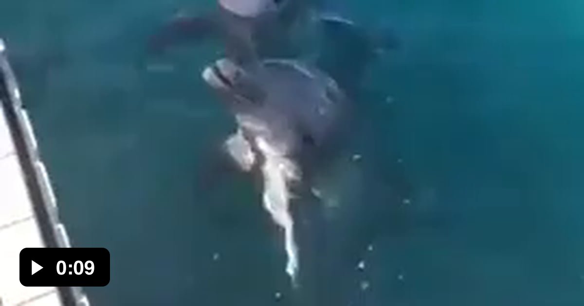 The second dolphin with the cleanest dap I’ve ever seen. - 9GAG