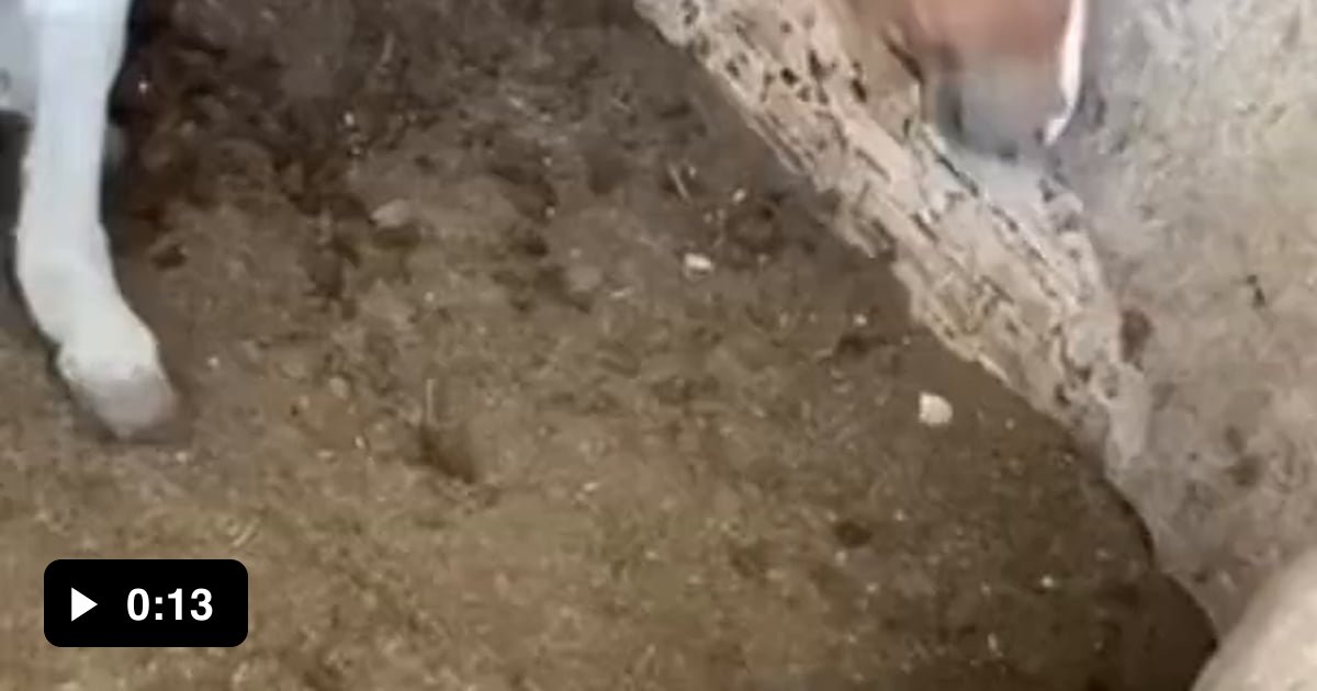 Horse eats live chick 9GAG