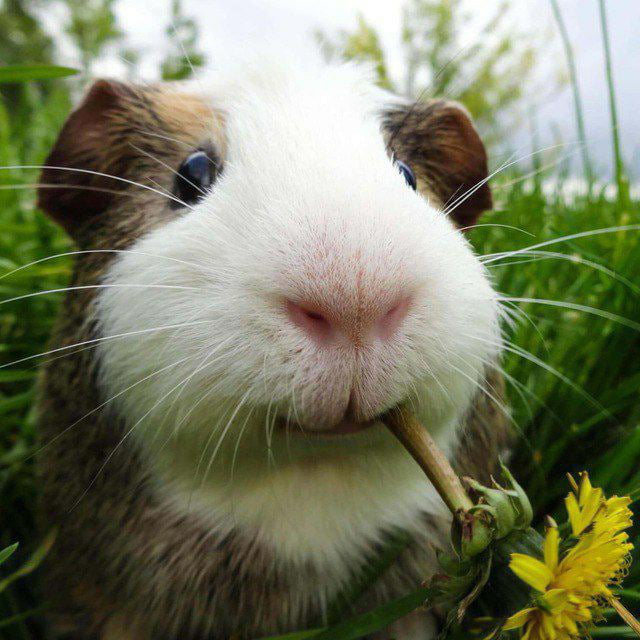 Guinea pig eating a dandelion) 9GAG
