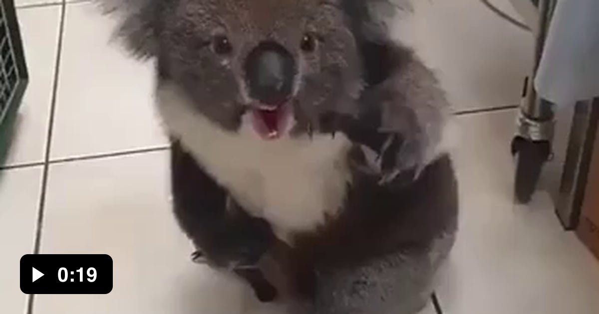 A koala yelling at the vet - 9GAG