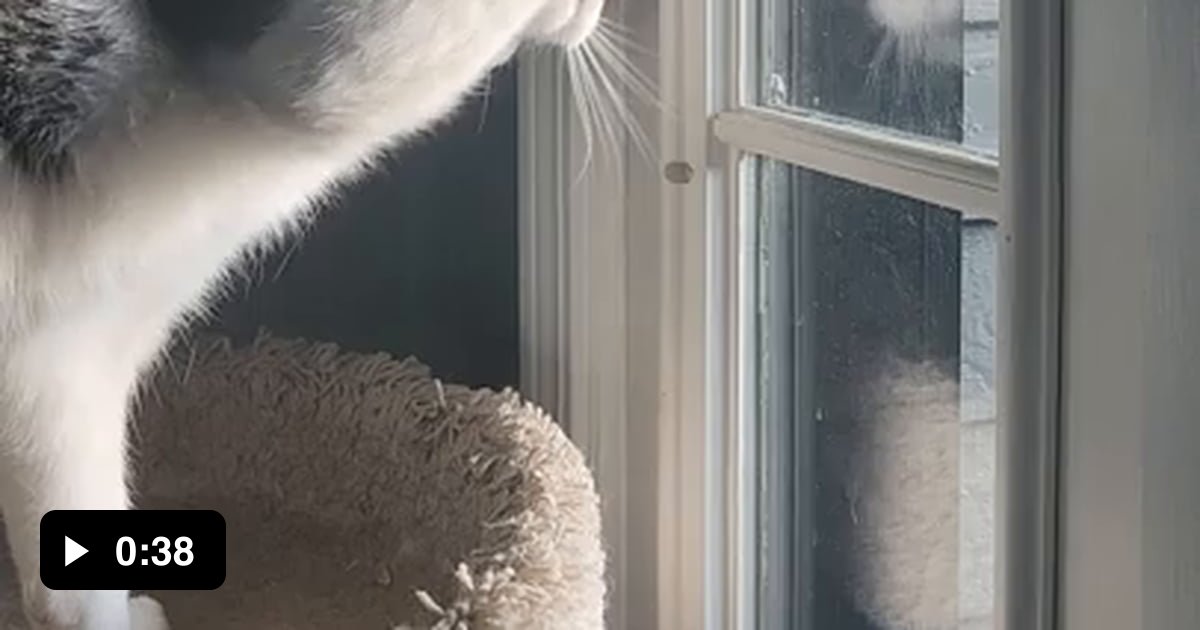 New catnip ball and zoomies 9GAG