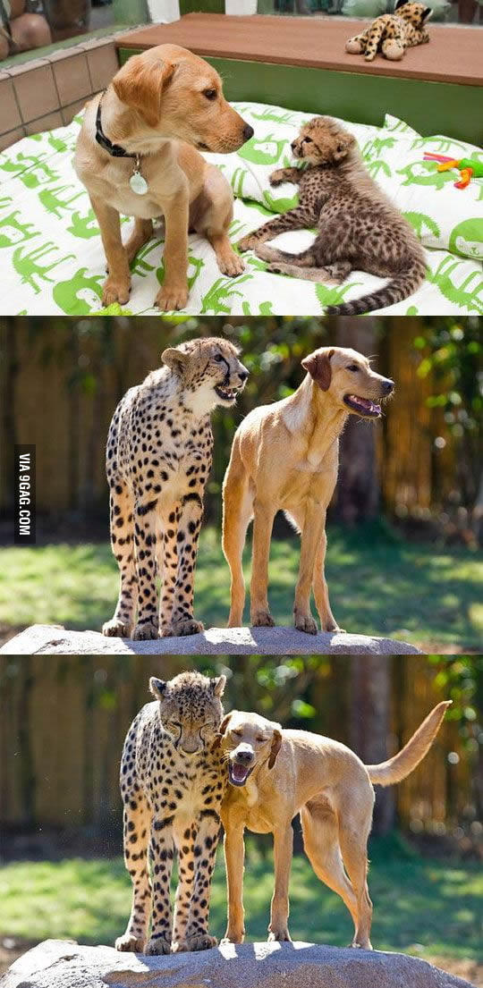 The cheetah and labrador who have been raised together since they were
